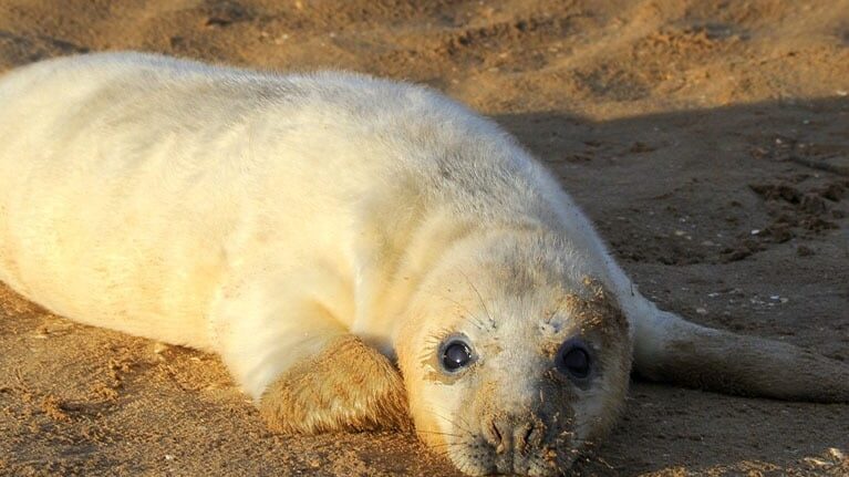 Seal pup resting on sandy shore